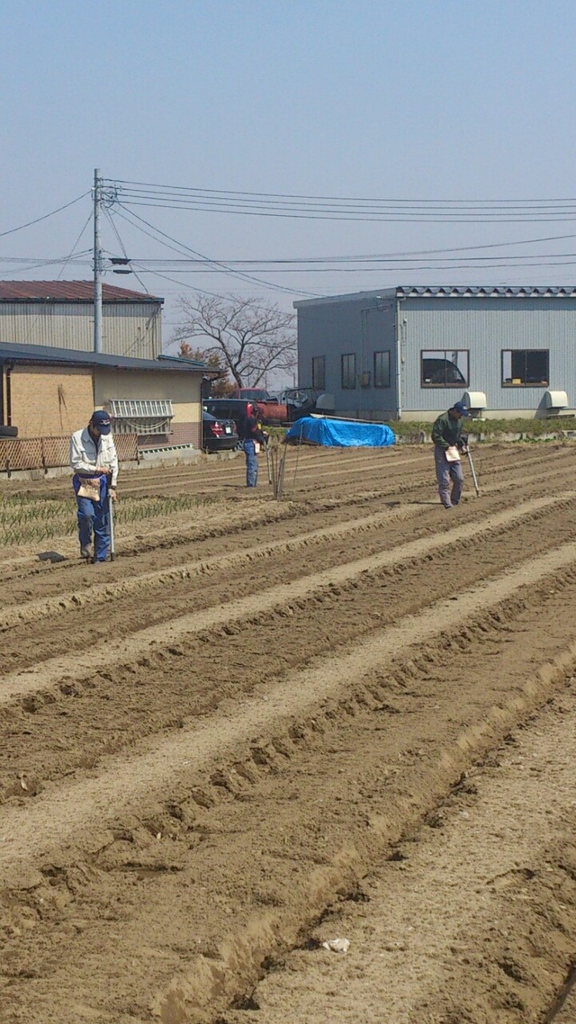 種まき トウモロコシ の